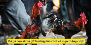 Đá gà cựa sắt là gì? Hướng dẫn chơi và mẹo thắng cược