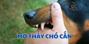 Giải mã mơ thấy chó cắn CF68 và các con số may mắn